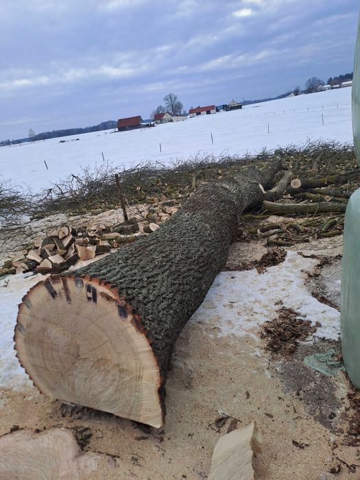 Sprzedam 2 dęby na materiał