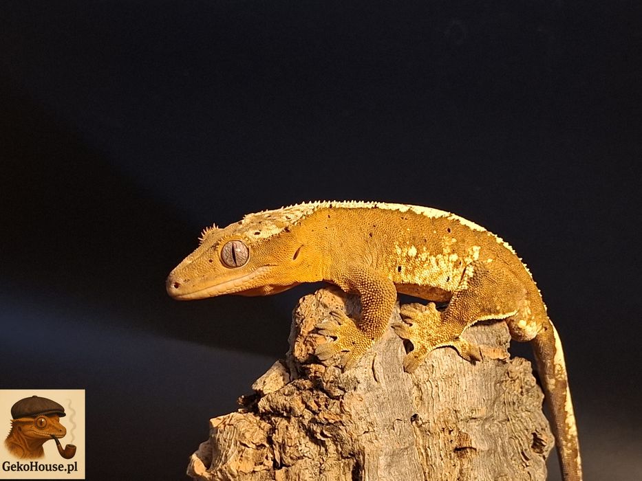 Samiec gekona orzęsionego!