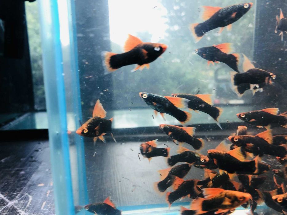 Mieczyk Hamburg Delta czerwony