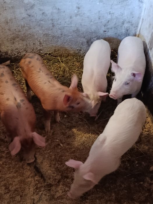 Продам поросята м'ясного напрямку.