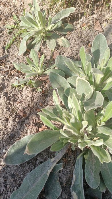 Firletka purpurowa 10