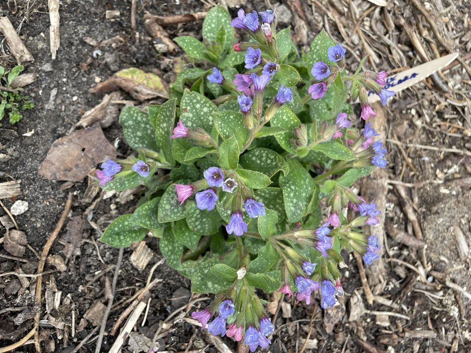 Miodunki,Byliny wieloletnie i inne