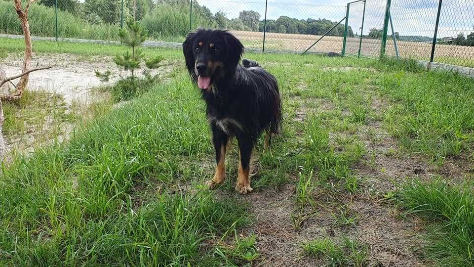 Edek  w schronisku w lututowie aktualne