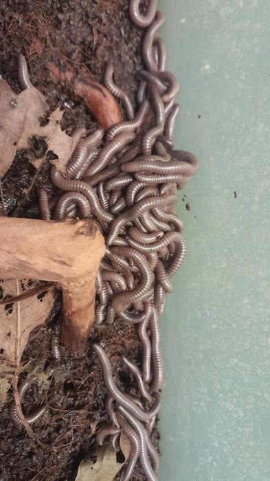 Telodeinopus aoutii – krocionóg kenijski, wij kenijski (młode)