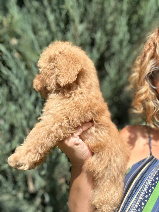 Мальтипу хлопчики, чистокровні .В описі інформація читайте