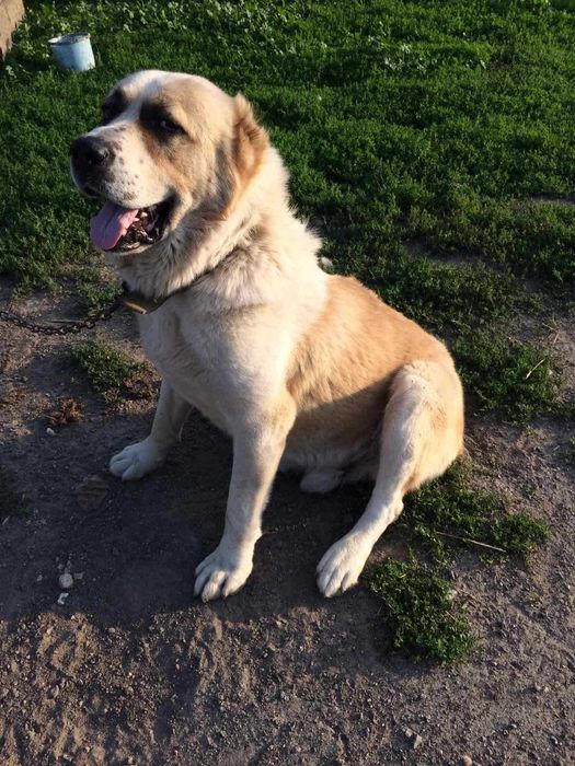 Красень Алабай шукає подружку