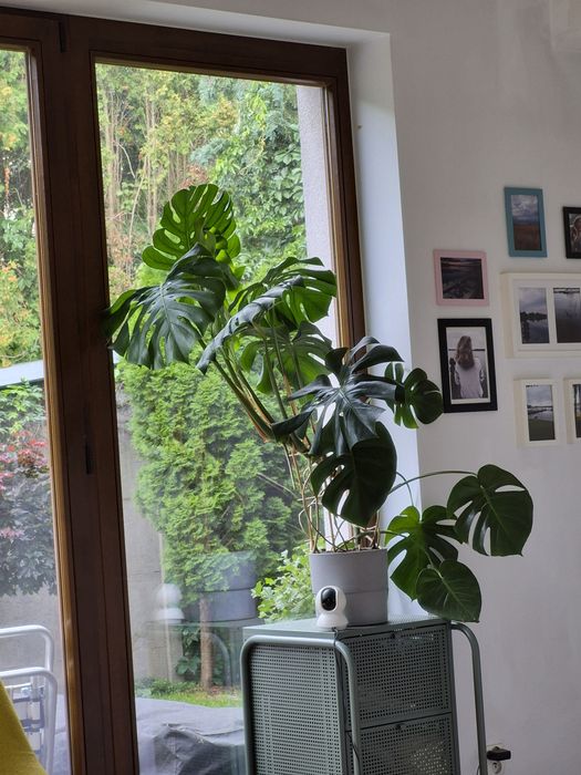 Duża  efektowna Monstera