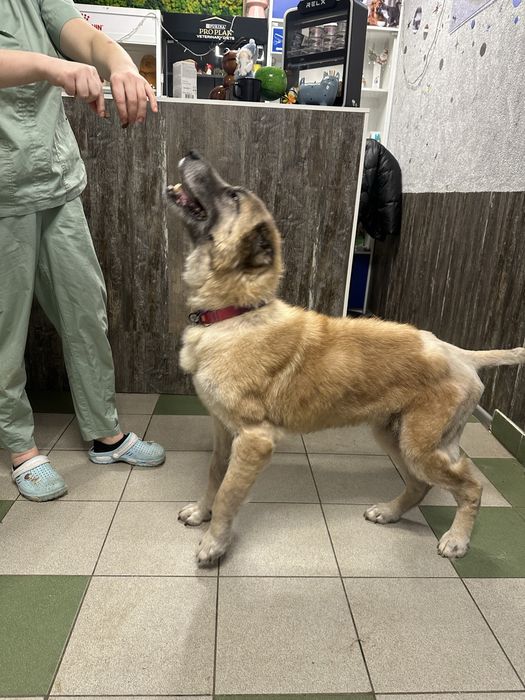 Алабай Лапочка ищет семью