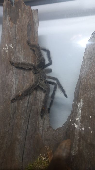 Samiec psalmopeus irminia