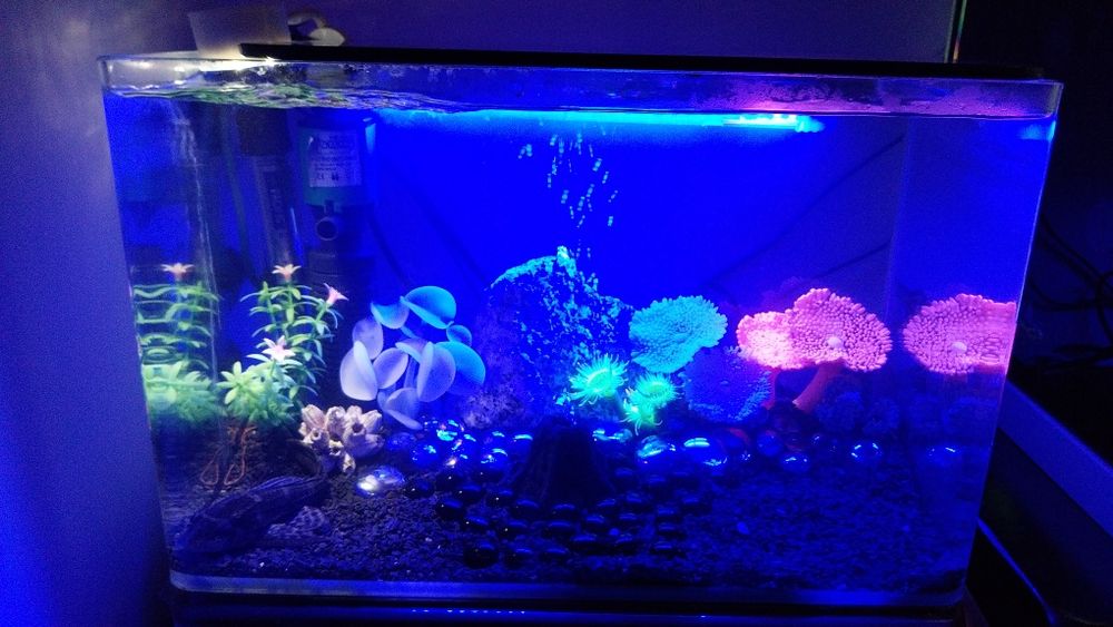 Aquario + acessorios + Decoraçoes + aquario peque