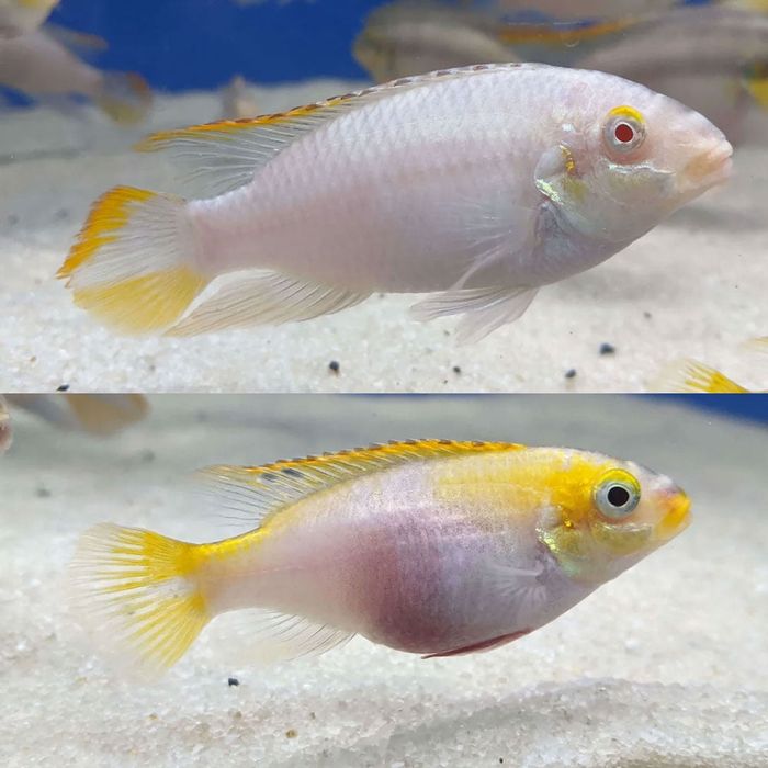 Casal kribensis albino