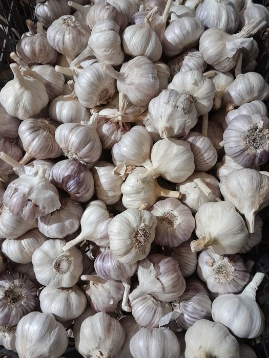 Czosnek, paczka 5 kg, polski