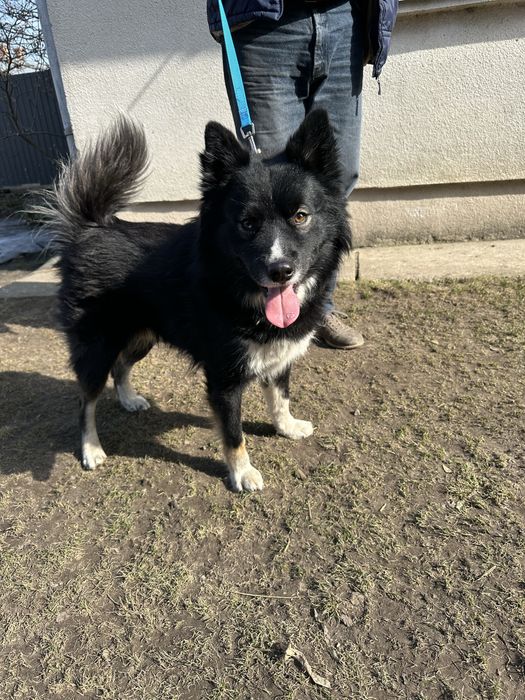 Песик шукає родину