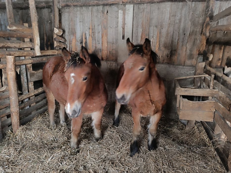 Źrebak ogierek ogier