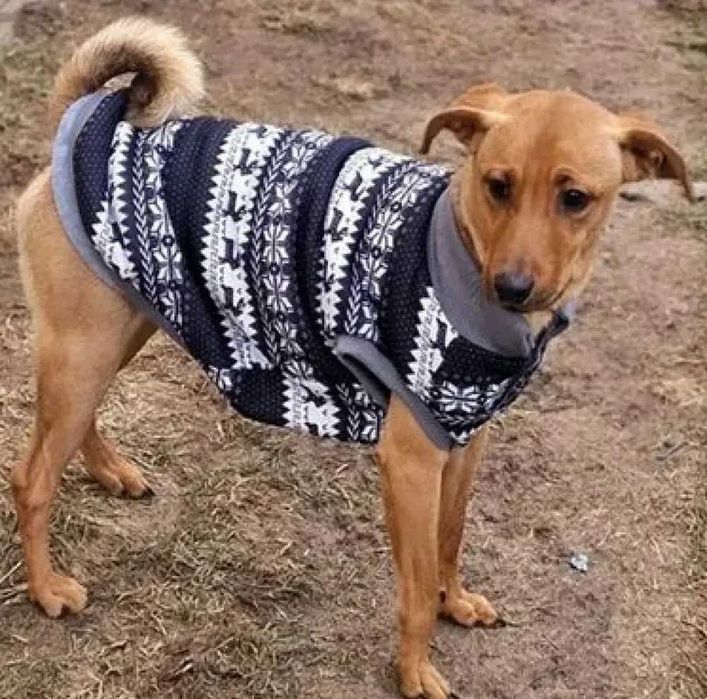 Delikatny Teddy do adopcji