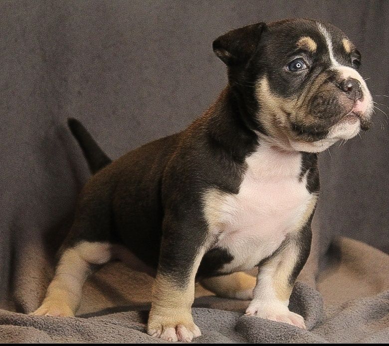 American Bully POCKET po Championie ABKC