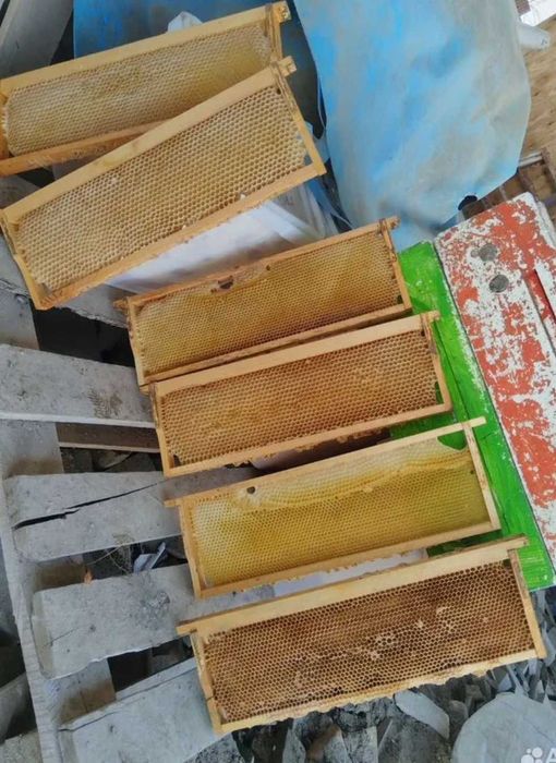 Продам сушь 145 рамка, БЕЗ разделителя Гофмана. Самовывоз