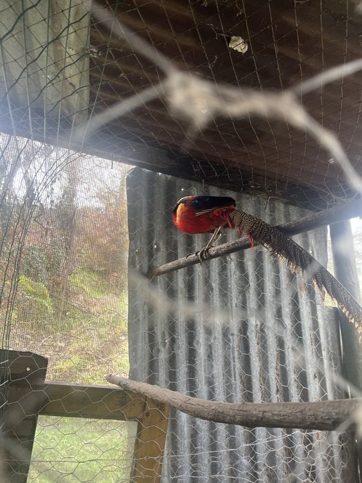 Vendo Faisão-dourado