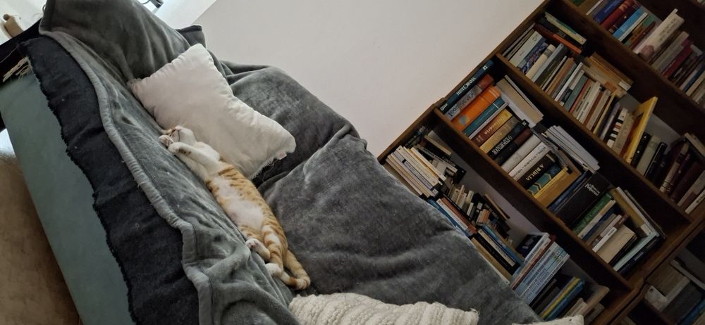 Gato 8 meses para adopção responsável