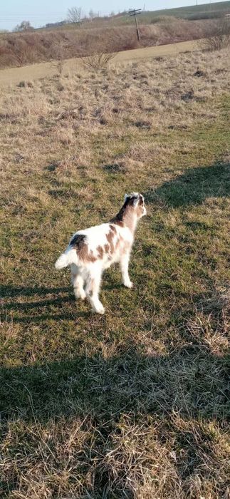 Продам молодих кізок