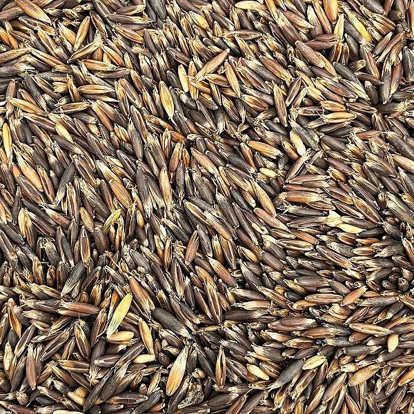 20kg Owies czarny paszowy dla kur koni królików ptaków