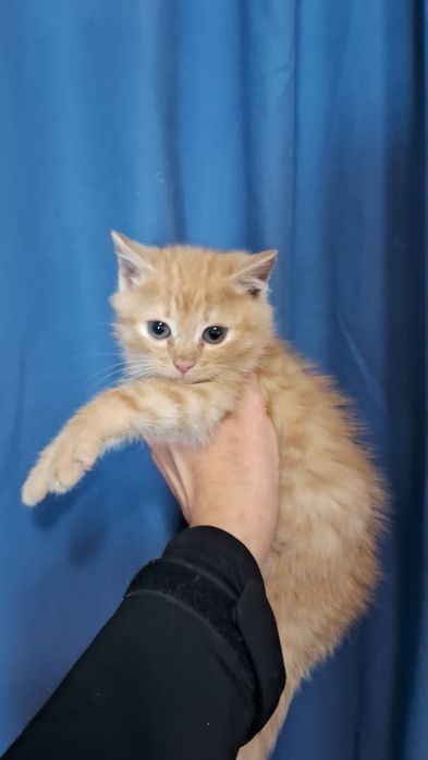 Сонячн рудіі котики