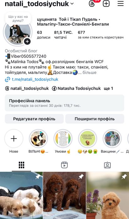 Бомбезний хлопчик Англ кокер