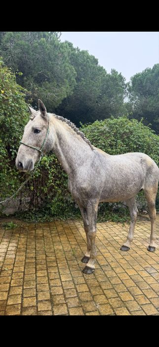 Cavalo bem montado inteiro