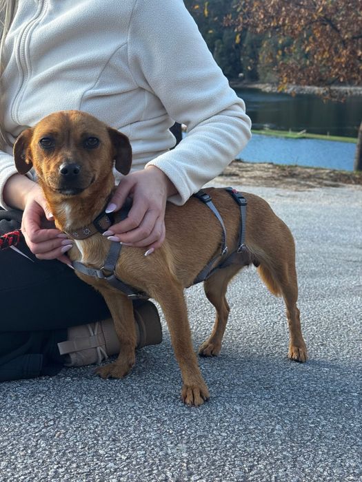 Julio - 4 meses, porte pequeno (5/6kg)