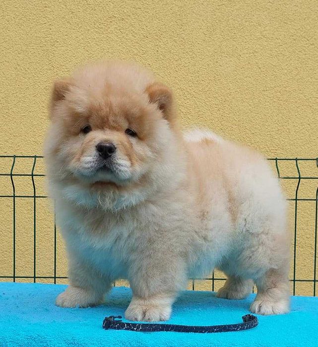 Chow Chow disponível