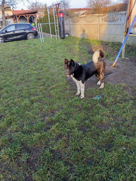Sprzedam akita amerykańska