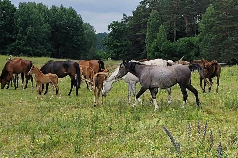 Klaczka arabka 5 latka zaźrebiona