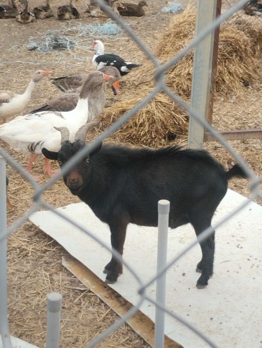 Vendo chibo anão macho