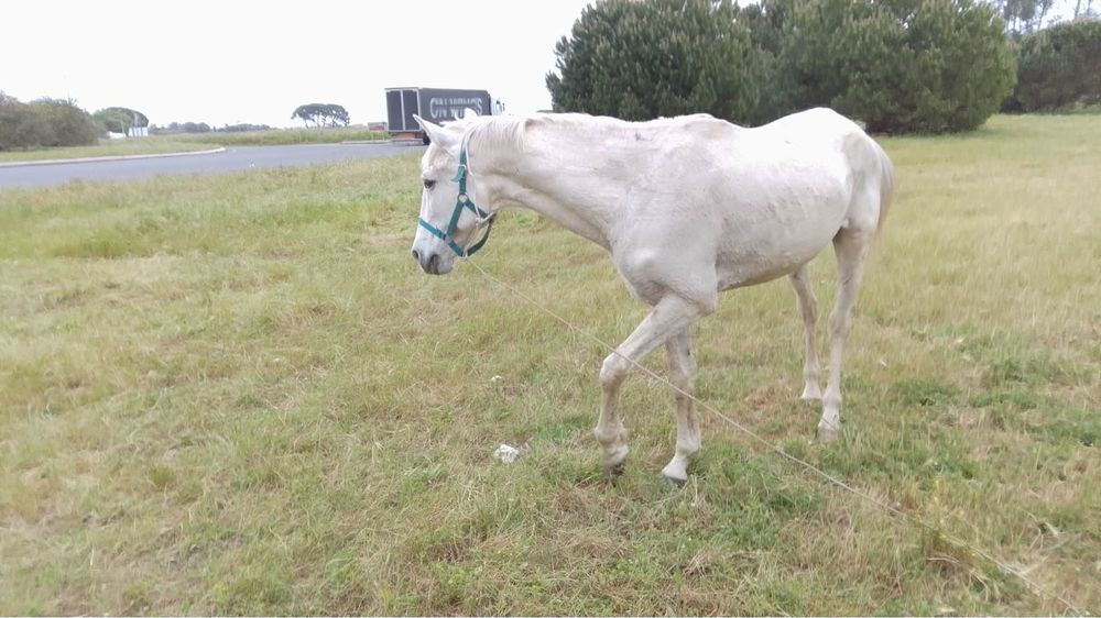 Cavalo com 11 anos muito bem montado Vendo ou troco
