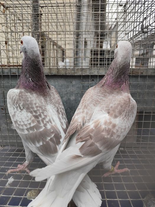 gołębie Vos 94, Vandenabeele, Szymle pałki