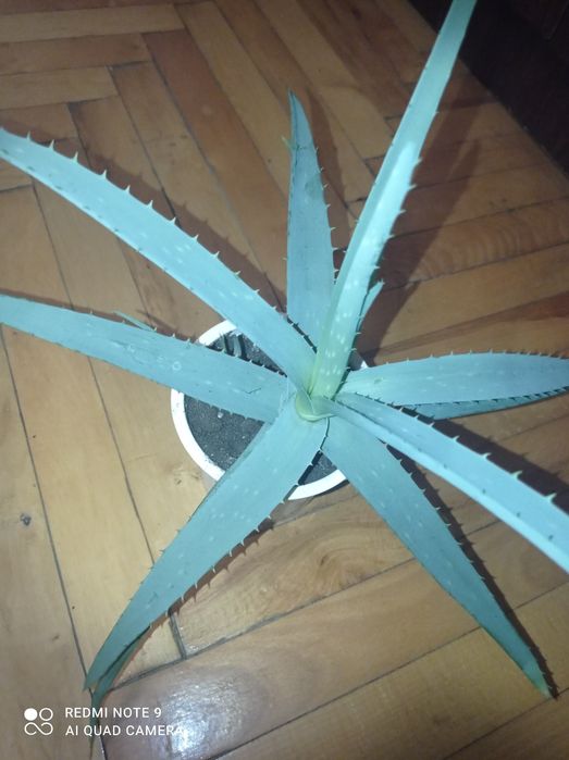 Алоє м'ясисте суккуленти