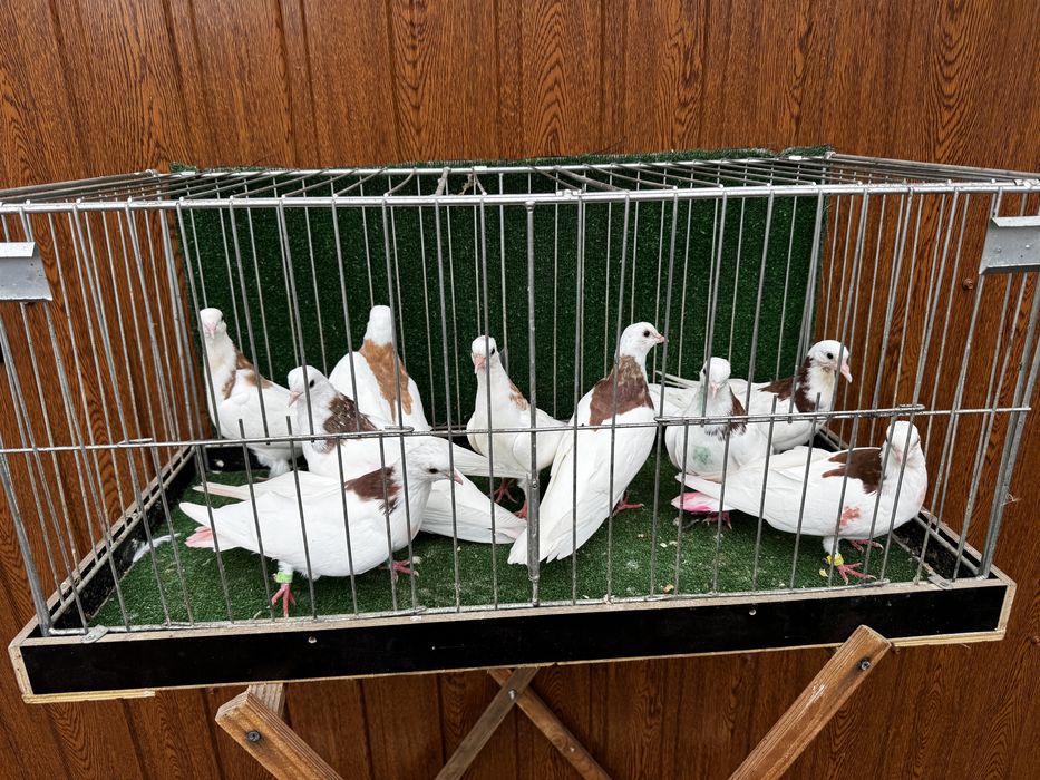 Permski grzywacz gołębie wysokolotne