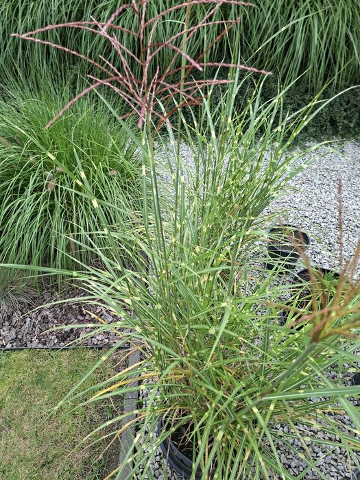 Sprzedam trawy Zebrinus