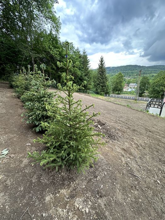 Świerk srebrny sadzenie żywopłot ogrodzenie transport