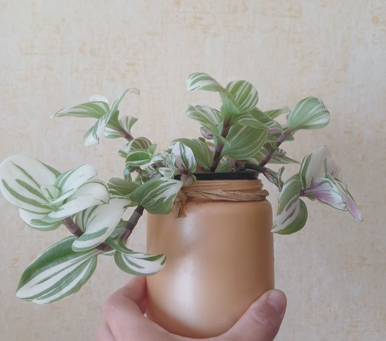 Традесканція варієгатна