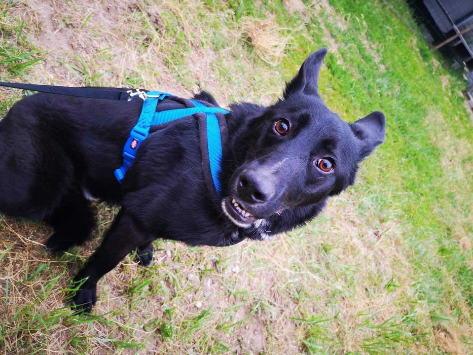 Kargul – wierny przyjaciel gotowy do adopcji