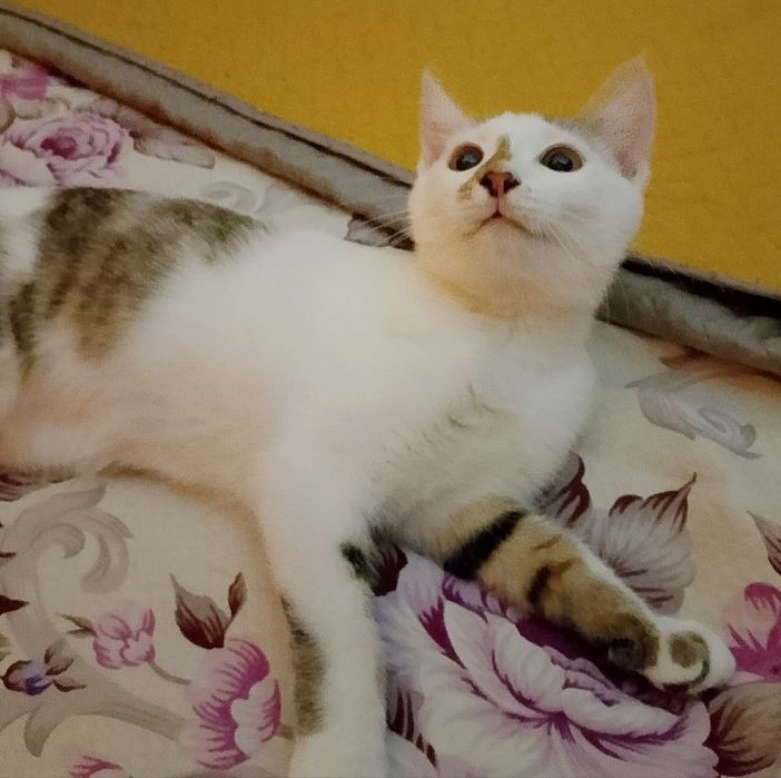 Mrucząca Chrupka – urocza, czysta i kontaktowa koteczka do adopcji