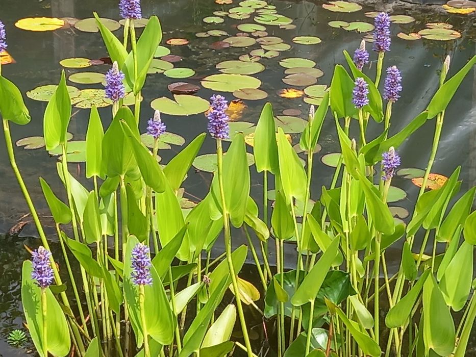 Lilie wodne z mojej uprawy i nie tylko