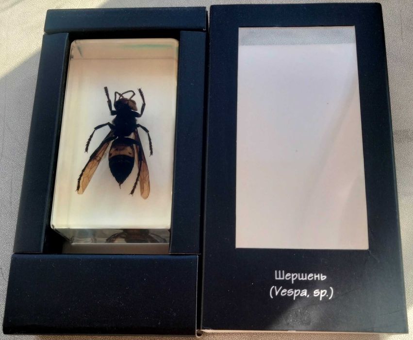Сувенір шершень в епоксидній смолі