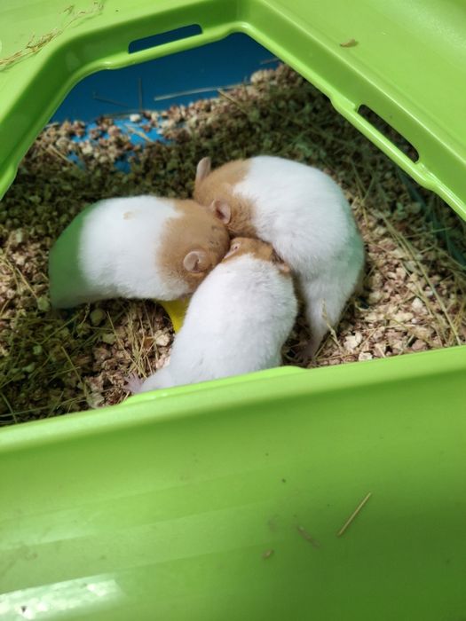 Хом'ячки шукають дім