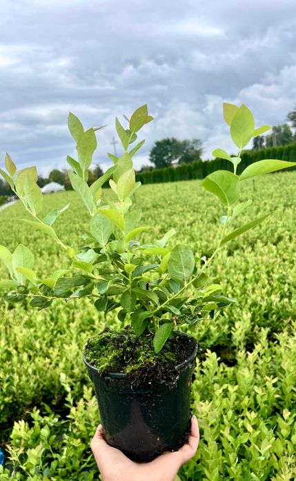 Sadzonki borówki amerykańskiej różne odmiany CAC, paszporty