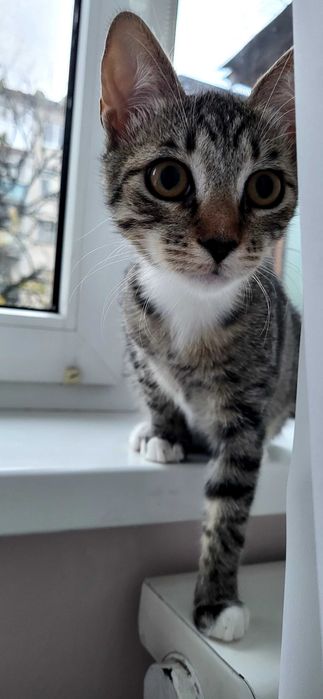 Віддам в ДОБРІ РУКИ котенятко