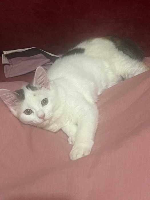 Отдам игривого котенка в добрые руки