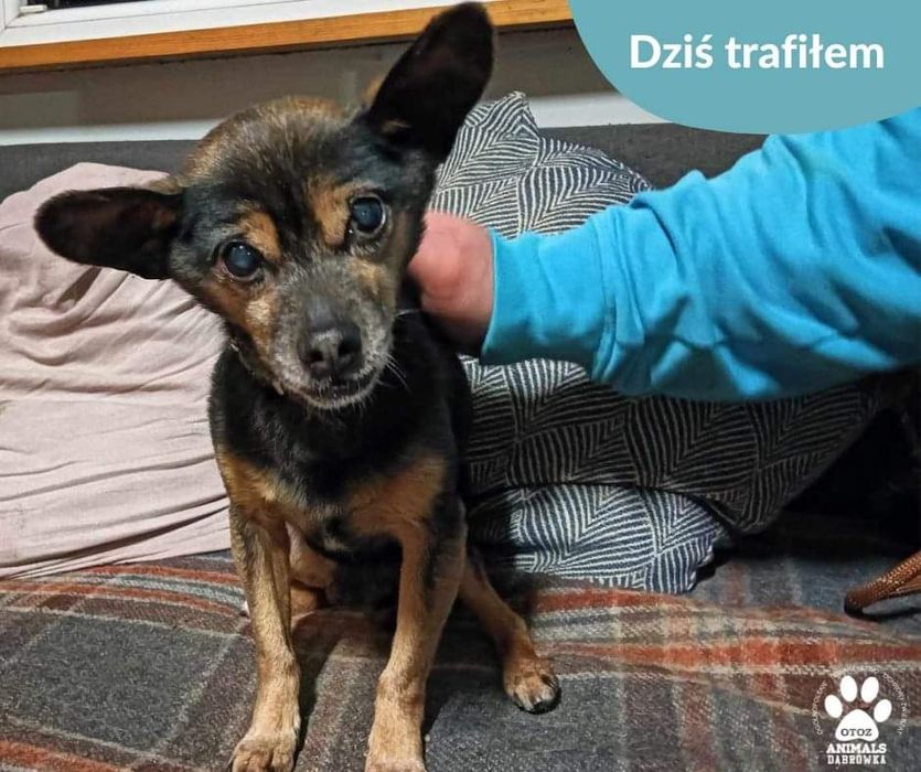 Znaleziono psa!!!