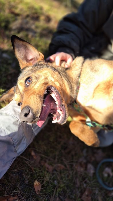 Malinois mix – inteligentny pies z potencjałem szkoleniowym